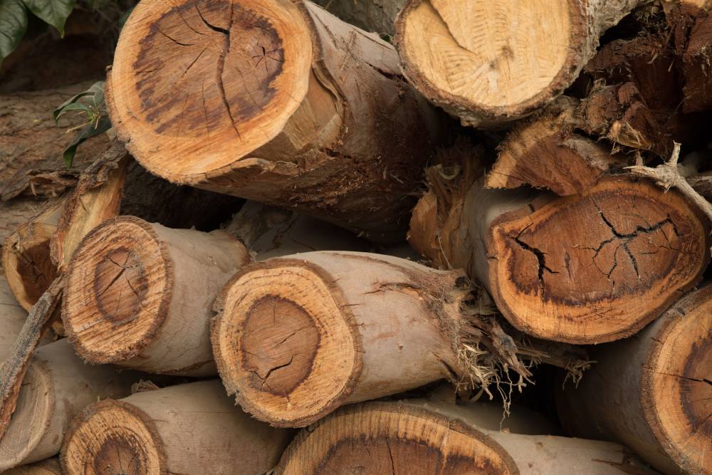 Bois près de Angresse